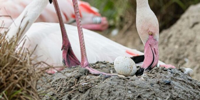 Flamingos im Zoo Basel: Kühles Wetter schlägt auf Brutstimmung