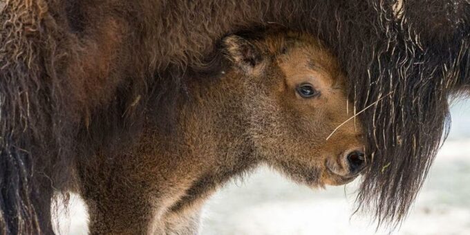 Frühling im Zoo Basel: Nachwuchs bei den Bisons, Rentieren und Mufflons