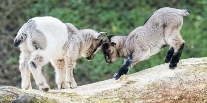 Dreizehnstimmiges Gemecker: Nachwuchs bei den Zwergziegen