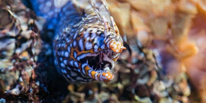 Neue Drachen im Zoo Basel