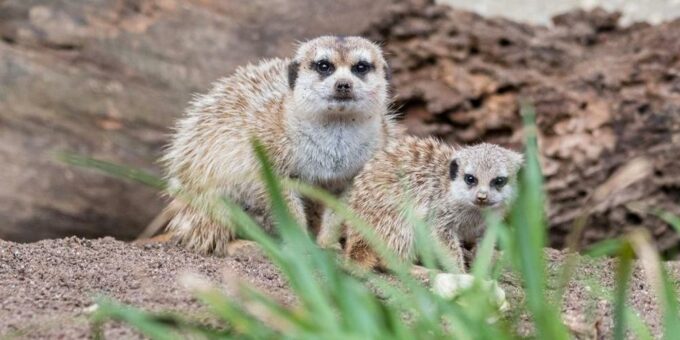 Einzelkind bei den Erdmännchen