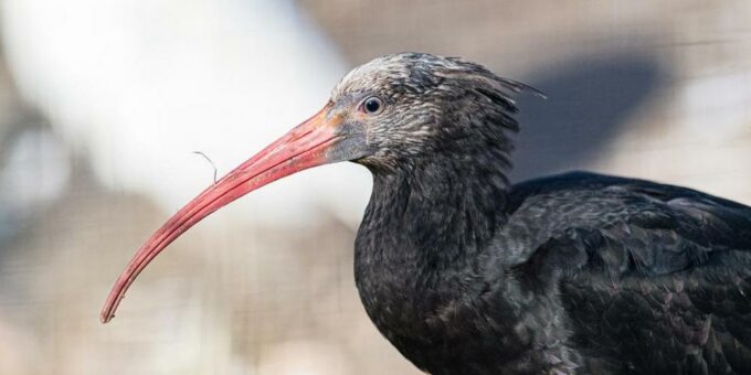 Waldrappe: Vögel auf Reisen für den Artenschutz