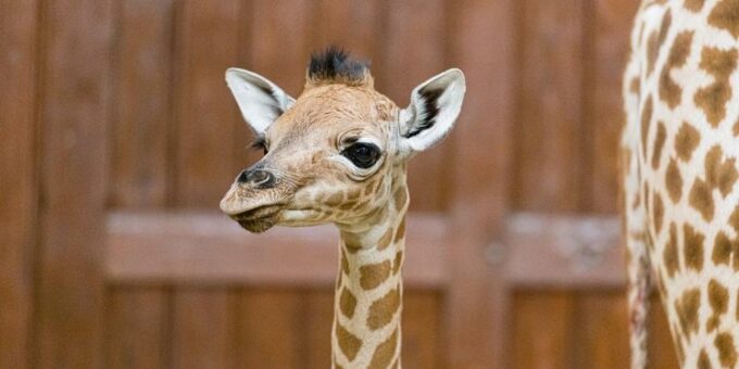 Giraffe im Zoo Basel geboren