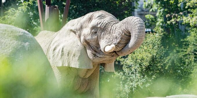 Elefantenbulle Jack vom Zoo Basel nach Ungarn gereist