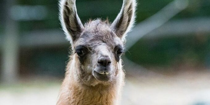 Nachwuchs bei den Lamas im Zoo Basel