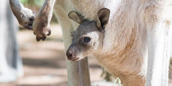 Kängurunachwuchs im Zoo Basel – Geburtstag mit Verspätung