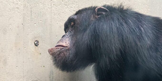 Durstige Tiere im Zoo Basel