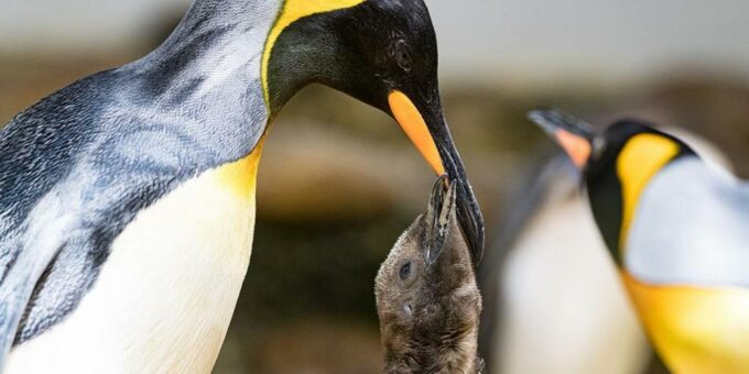 Begehrter Nachwuchs bei den Königspinguinen im Zoo Basel