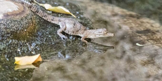 Nachwuchs bei zwei Krokodil-Arten im Zoo Basel