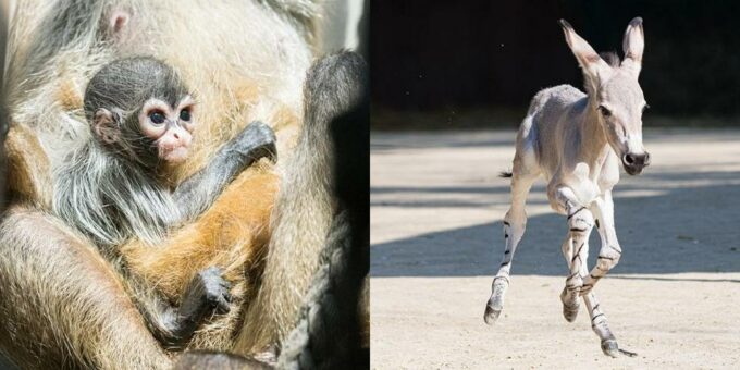 Klammeraffen und Somali-Wildesel – Nachwuchs im Zoo Basel