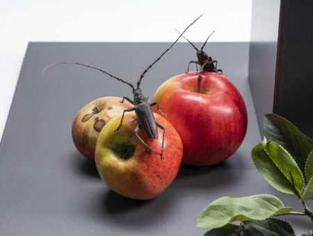 „Doch die Käfer — Kritze, kratze!“ – Museum Wiesbaden verlängert seine Studienausstellung