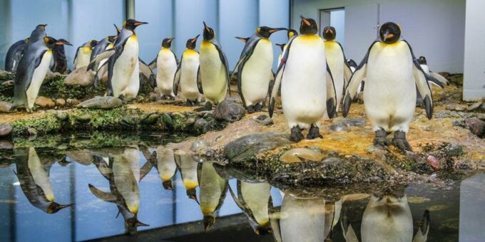 Pinguine und ihre positive Energiebilanz