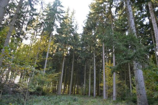 Studie zum bayerischen Energieholzmarkt