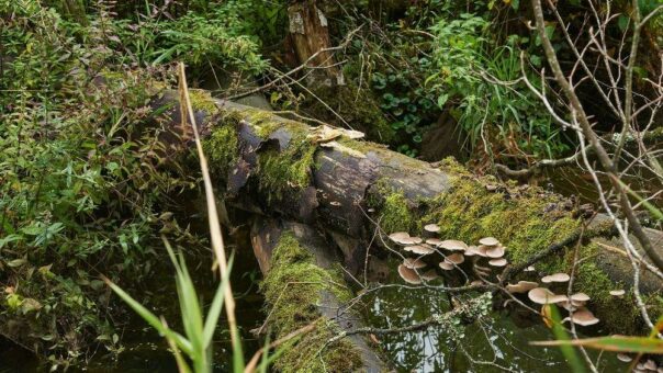 «Anzahl und Dimension heutiger Wildnisgebiete sind ein Armutszeugnis»