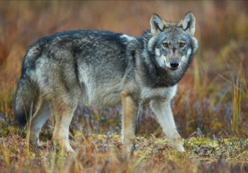 Die Fakten für die Wolfdebatte