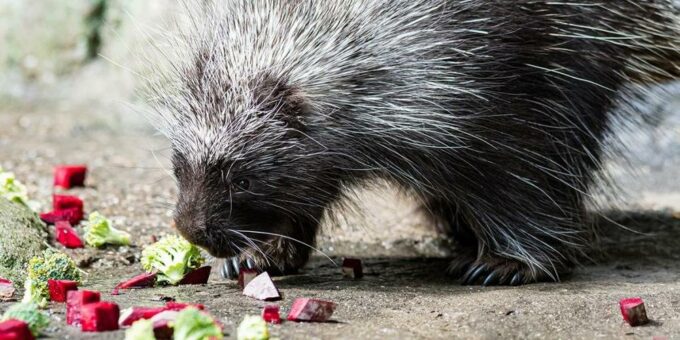 Winterspeck erwünscht: Winterfütterung bei Zootieren