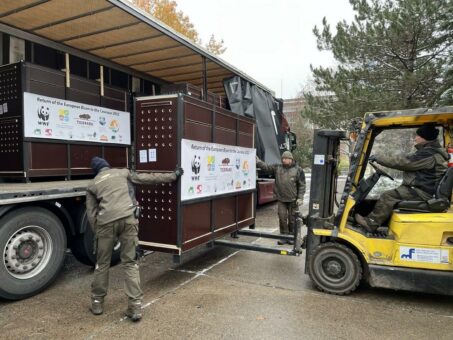 Kölner Kuh goes wild: Wisent erfolgreich ausgewildert