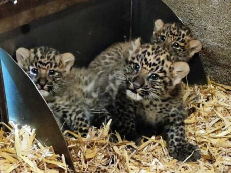 Hagenbeck freut sich über Leopardennachwuchs