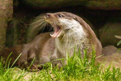 Otternachwuchs im Doppelpack