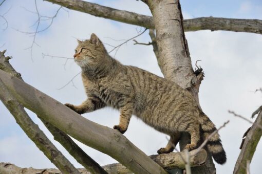 BUND-Tipp: Artenschutz verschenken – Wildkatzen-Patenschaft zu Weihnachten