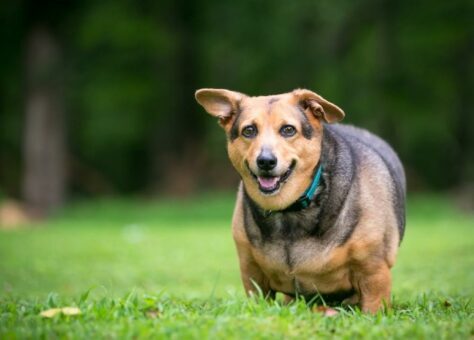 Wenn der Hund zu dick ist: Abspecken lohnt sich