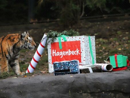 Nikolaus bei den Tigerjungtieren