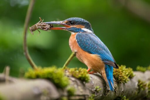 Der Eisvogel ist Heimlichtuer des Jahres 2023 – Bedrohte Schönheit