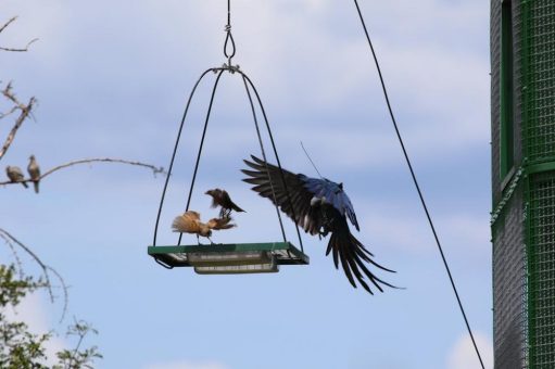 Weltsensation: Rückkehr einer in freier Wildbahn ausgerotteten Papageienart – Projektupdates