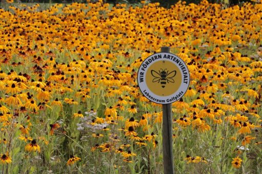 Förderung der Biodiversität im BWGV ein Erfolgsprojekt