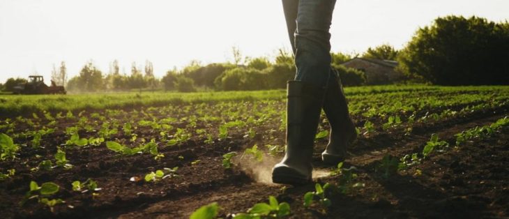 Höhere Standardherstellungskosten für Feldinventar: So vermeiden Sie höhere Steuern