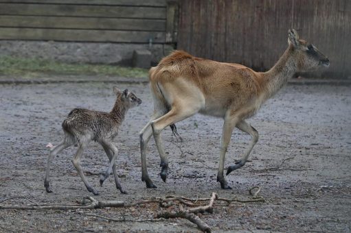 Weißnacken-Moorantilope im Kölner Zoo zur Welt gekommen