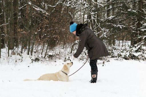 Sicher Gassi gehen im Winter