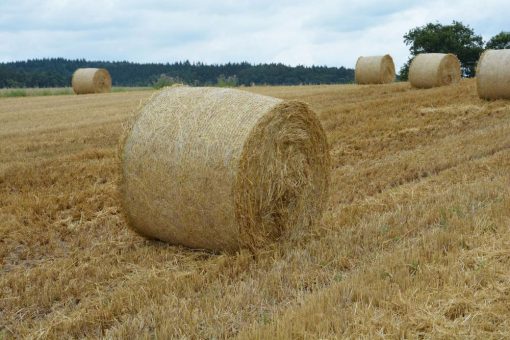 Zukunftskonzept Koppelprodukt: Wie aus Stroh, Mist und Co. nutzbare Energie wird