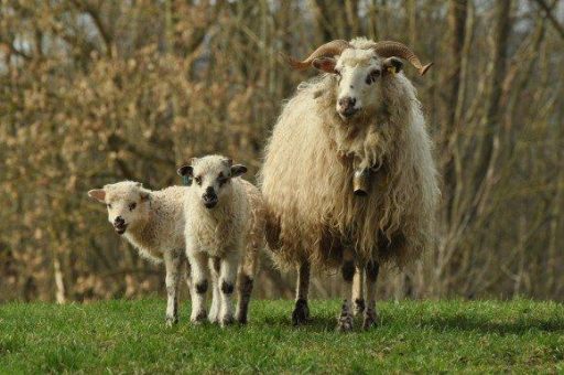 Tierischer Trubel auf der Grünen Woche 2023