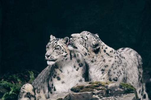 Kölner Zoo rund um die Feiertage durchgehend geöffnet