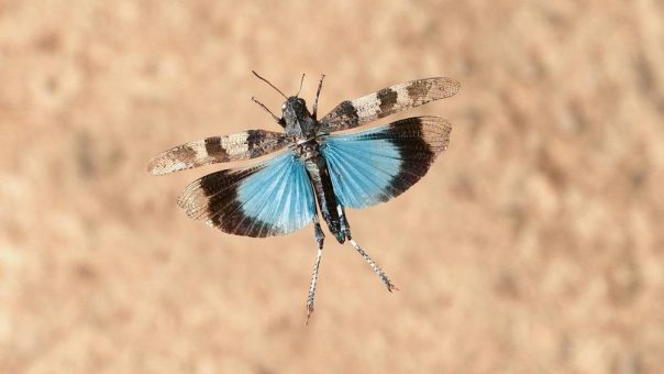 Die Blauflügelige Ödlandschrecke ist das Tier des Jahres 2023