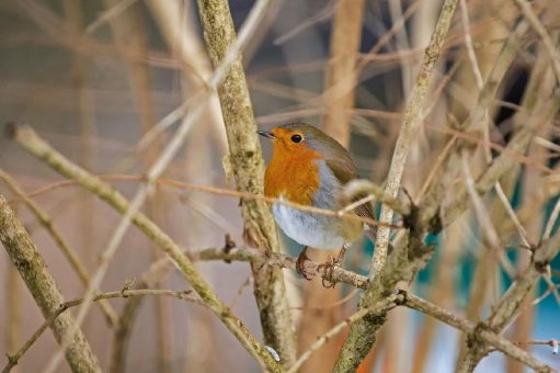 Forschung zum Mitmachen: Hellabrunn unterstützt und ruft zur Teilnahme an der „Stunde der Wintervögel“ auf