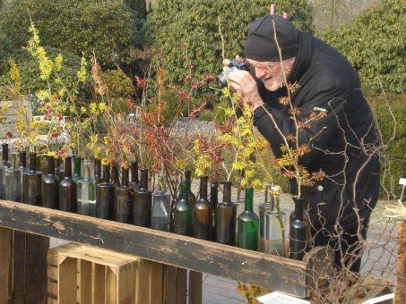 Winterliches Blütenfest mit Zaubernuss, Christrose und Schneeball