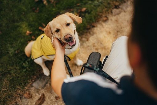 Mehr Lebensqualität durch einen Hund?