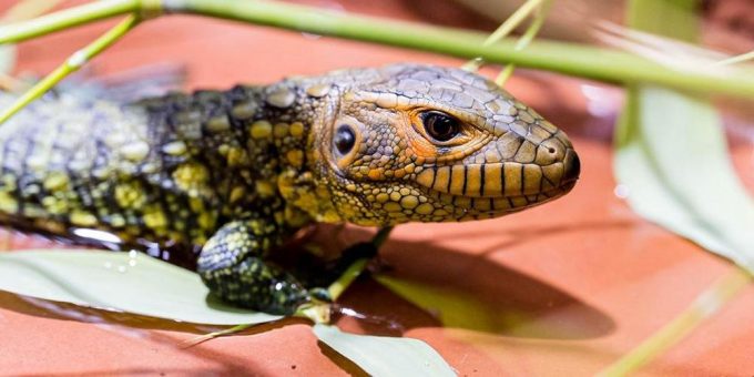 Schweizer Erstzucht beim Krokodilteju