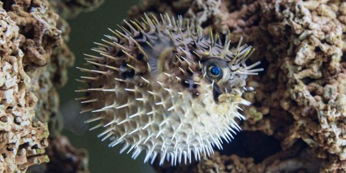 Schwein und Igel in der Karibik