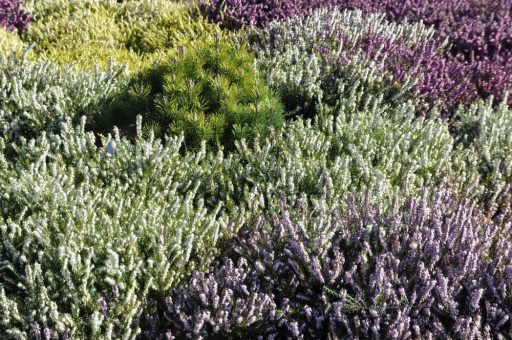 Leuchtende Blütenpracht kündigt nahenden Frühling an