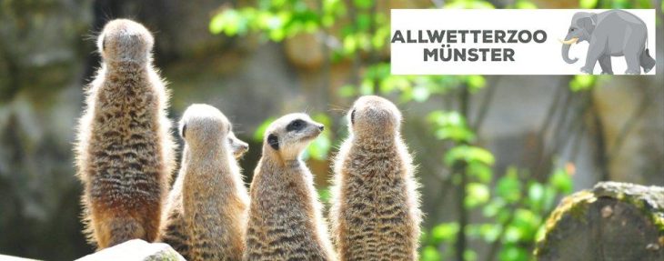 Mit agilem Management bringt der Allwetterzoo Münster Schwung in seine Projekte