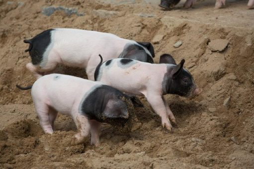 Sauguter Jahresstart: Zehn Schwäbisch-Hällische Ferkel im Kölner Zoo geboren