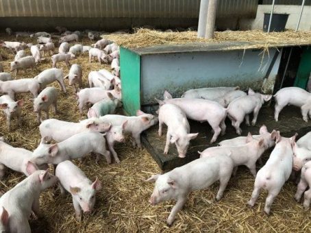 Pläne zur Tierhaltungskennzeichnung sind weiterer Sargnagel für deutsches Schweinefleisch