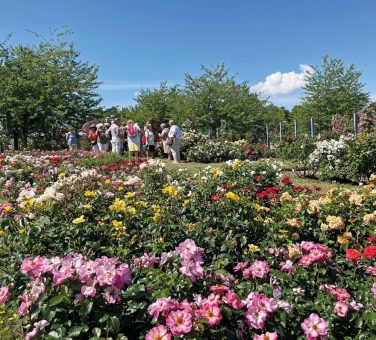 Gästeführerinnen und Gästeführer für das Europa-Rosarium gesucht!!!