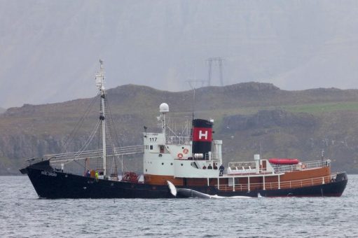 Europäische Reederei bricht Versprechen – 2.500 Tonnen Walfleisch nach Japan verschifft