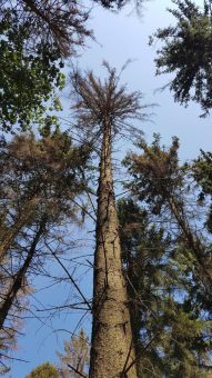 Hitze – Stress für Wälder und Bäume