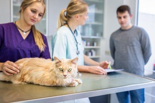 Bittere Pillen schmackhaft machen – Tipps für die Medikamentengabe bei Katzen