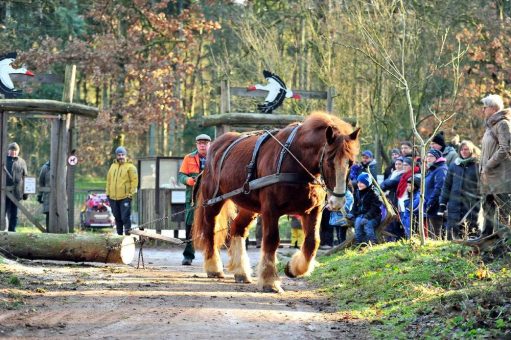 Holzrücken mit Kaltblutpferden im Wildpark Eekholt!